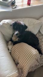 Lost Female Dog last seen Brogden, Smithfield, NC 27520