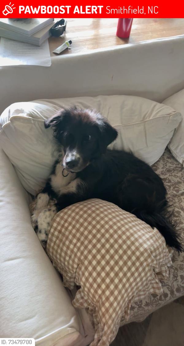 Lost Female Dog last seen Brogden, Smithfield, NC 27520