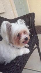 Lost Female Dog last seen Wood & Fraser, Madera, CA 93638
