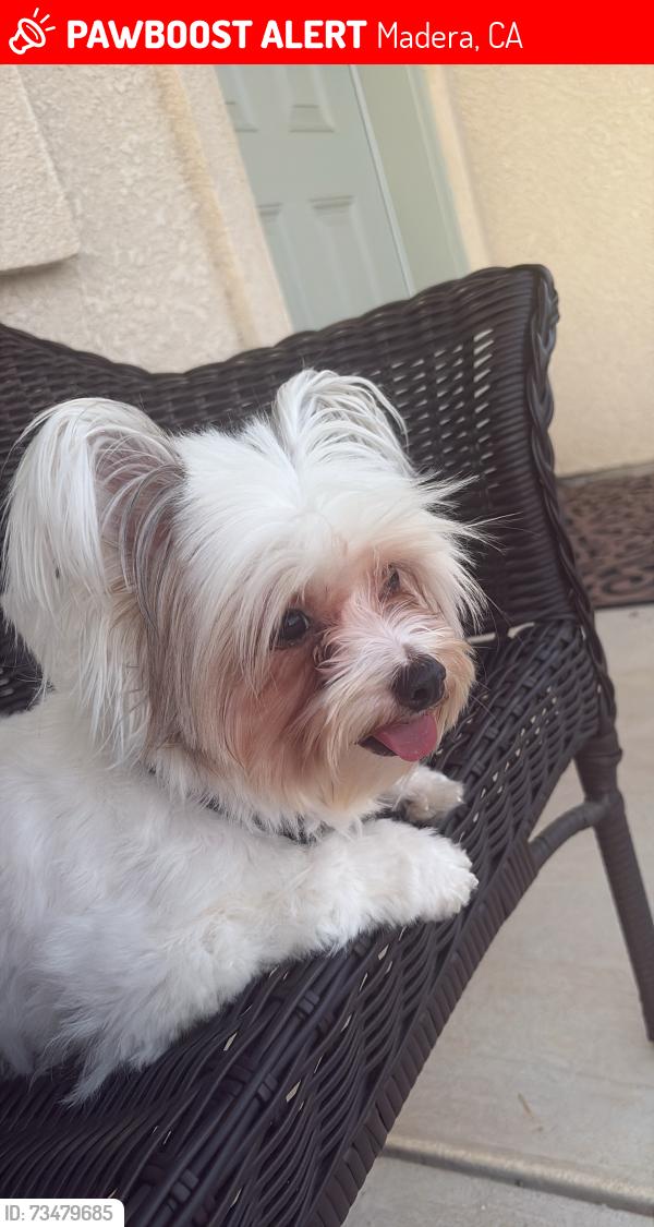 Lost Female Dog last seen Wood & Fraser, Madera, CA 93638