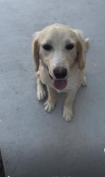 Reunited Female Dog last seen Spring mountain ranch, Riverside, CA 92507