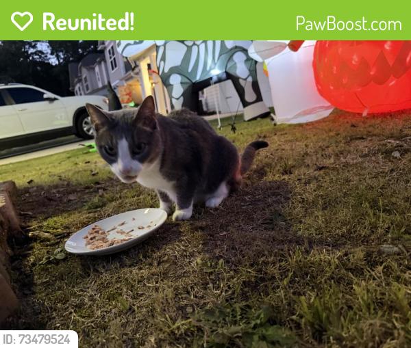 Reunited Female Cat last seen Neely Ferry, Simpsonville, SC 29680