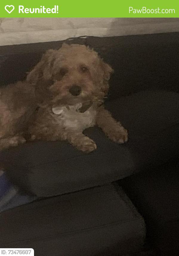 Reunited Male Dog last seen Subway station, Brooklyn, NY 11218