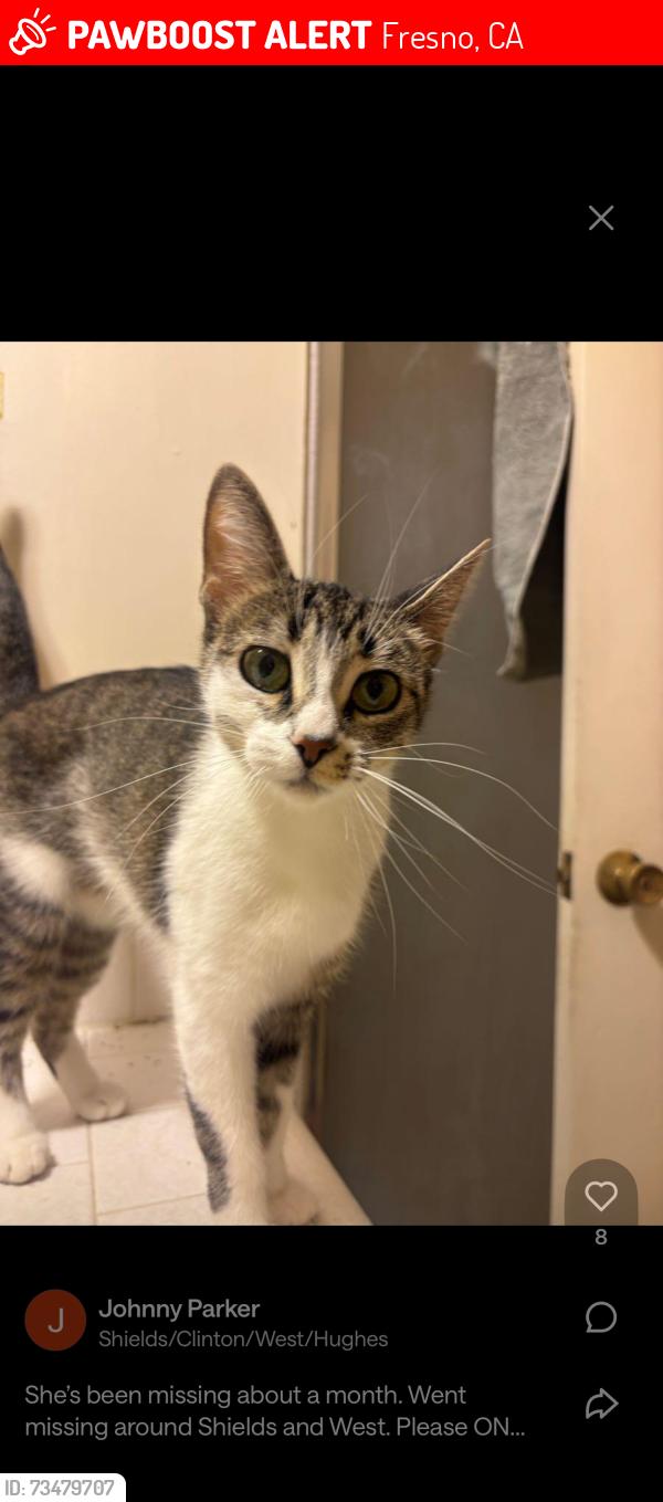 Lost Female Cat last seen Shields and West in Fresno near Crystal ave, Fresno, CA 93705