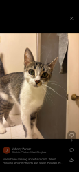 Lost Female Cat last seen Shields and West in Fresno near Crystal ave, Fresno, CA 93705