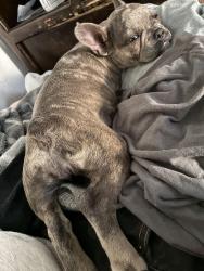 Lost Female Dog last seen Archer, Salinas, CA 93901