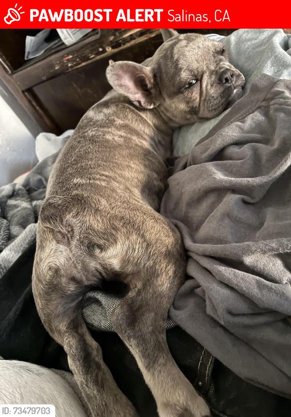 Lost Female Dog last seen Archer, Salinas, CA 93901