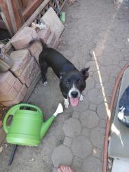 Found/Stray Female Dog last seen Tully Rd Trailer Park, Turlock, Turlock, CA 95380