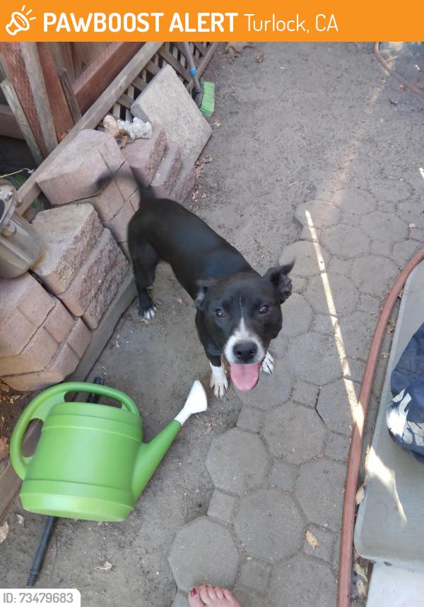 Found/Stray Female Dog last seen Tully Rd Trailer Park, Turlock, Turlock, CA 95380