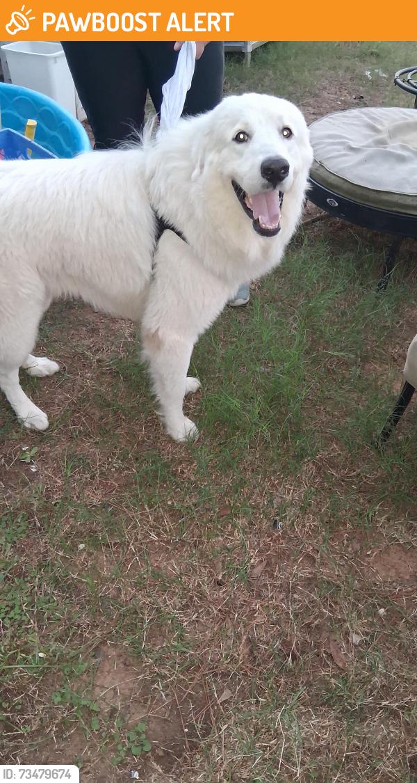 Found/Stray Male Dog last seen Dobbin-Huffsmith rd, Montgomery County, TX 77354