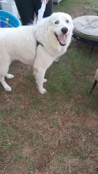 Found/Stray Male Dog last seen Dobbin-Huffsmith rd, Montgomery County, TX 77354