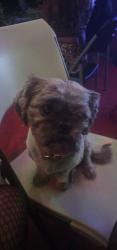 Lost Male Dog last seen Road iland, Washington, DC 20001