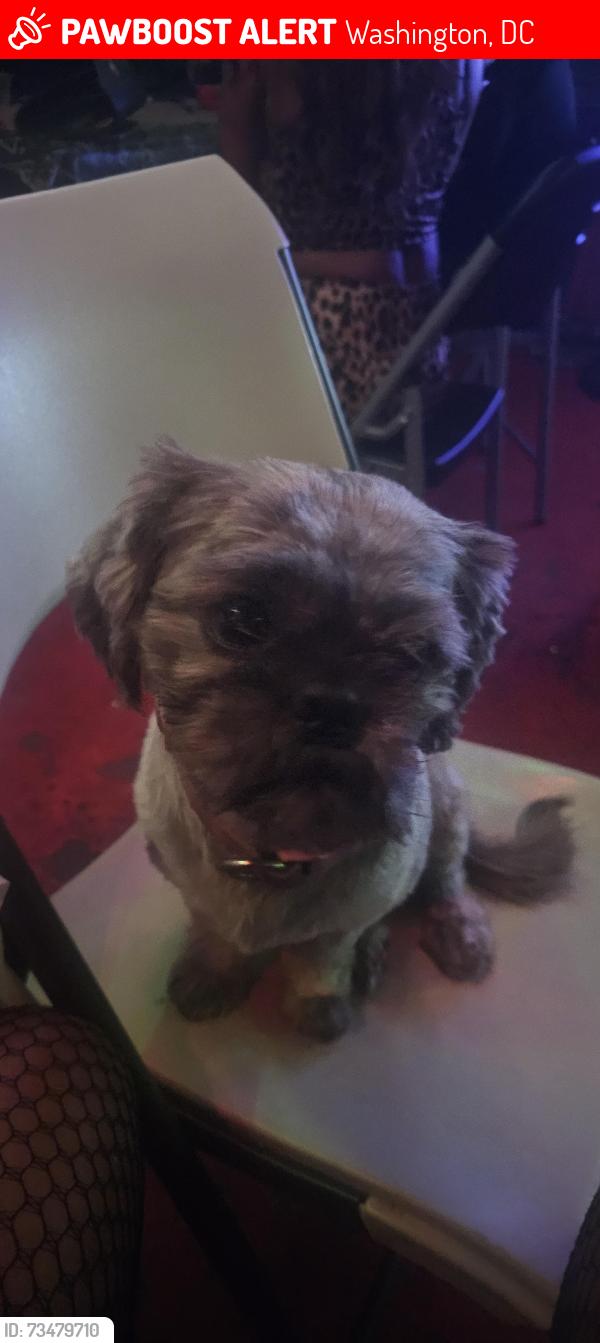 Lost Male Dog last seen Road iland, Washington, DC 20001