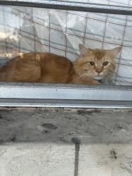 Reunited Male Cat last seen 15th St E & Whitfield Ave, Sarasota, FL 34243