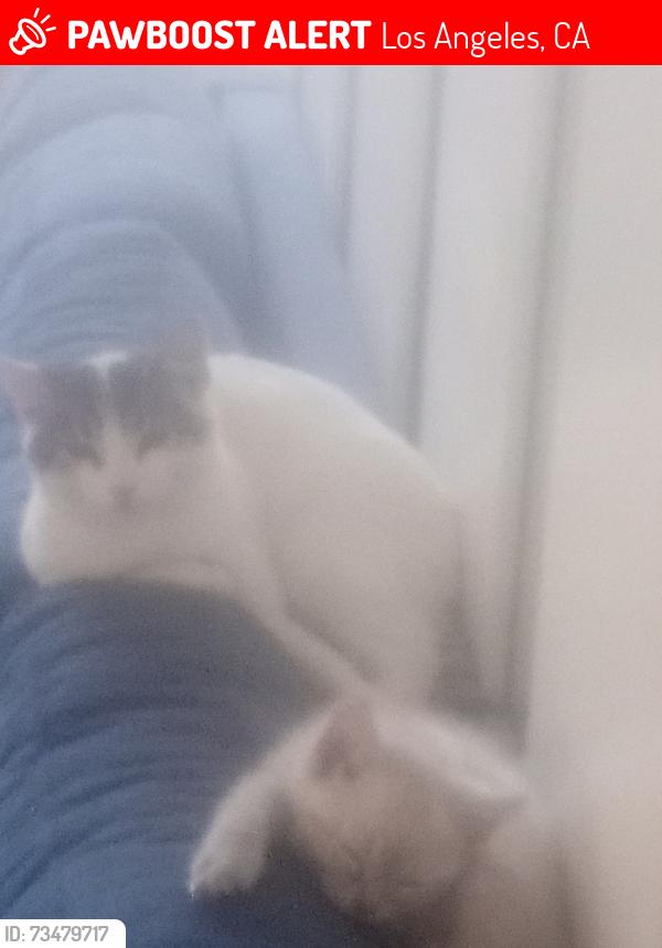 Lost Female Cat last seen Venice and Marion, Los Angeles, CA 90015