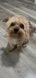 Reunited Male Dog last seen winchester blvd, Queens, NY 11427