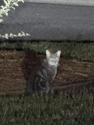 Found/Stray Unknown Cat last seen Front yard of 1061, Watkinsville, GA 30677