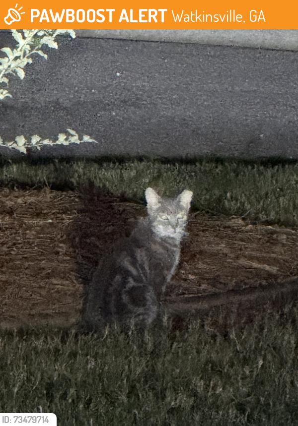 Found/Stray Unknown Cat last seen Front yard of 1061, Watkinsville, GA 30677