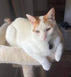 Reunited Male Cat last seen Seminole St & Sedalia Ave. Between Shiawassee and 8 mile, Southfield, MI 48033
