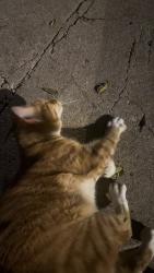 Found/Stray Unknown Cat last seen honore and armitage, Chicago, IL 60657