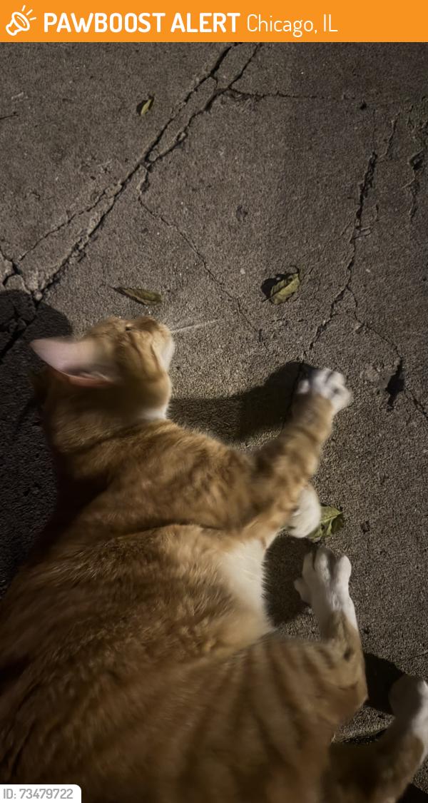Found/Stray Unknown Cat last seen honore and armitage, Chicago, IL 60657