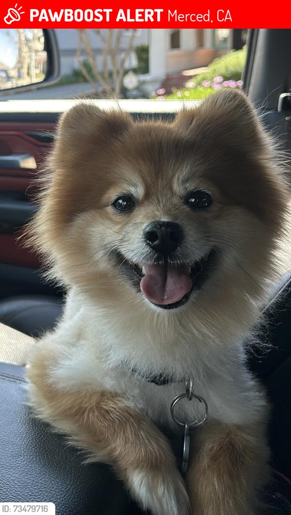 Lost Male Dog last seen Near, Merced, CA 95341