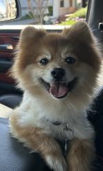 Lost Male Dog last seen Near, Merced, CA 95341