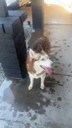 Found/Stray Unknown Dog last seen 51st and McDowell rd, Phoenix, AZ 85035