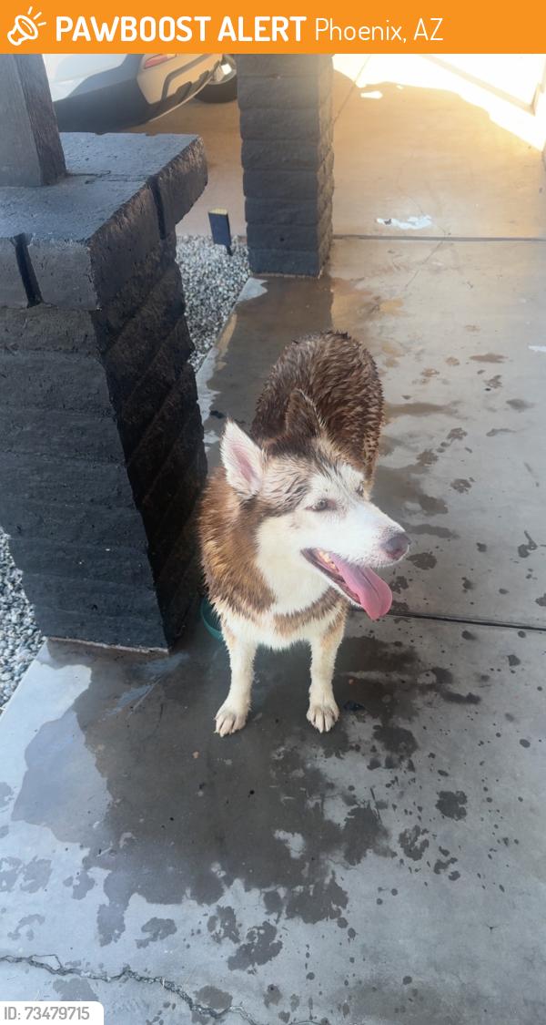Found/Stray Unknown Dog last seen 51st and McDowell rd, Phoenix, AZ 85035