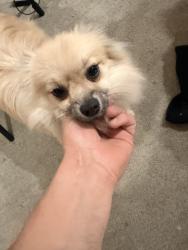 Reunited Male Dog last seen Bolsa ave and Van Buren st, Midway City, CA 92655