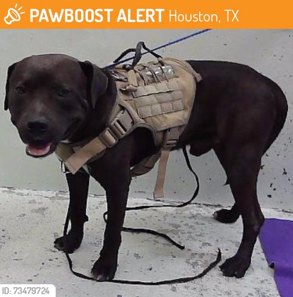 Found/Stray Male Dog last seen Maggie St 77051, Houston, TX 77051