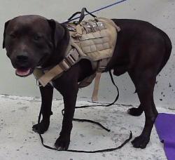 Found/Stray Male Dog last seen Maggie St 77051, Houston, TX 77051