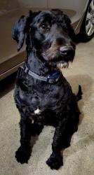 Reunited Female Dog last seen Optimize PT and Elite Sports, Spring Lake Park, MN 55432