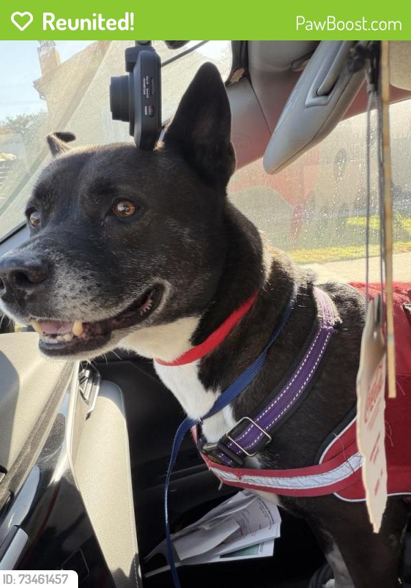 Reunited Male Dog last seen Somerset x Jefferson, Los Angeles, CA 90016