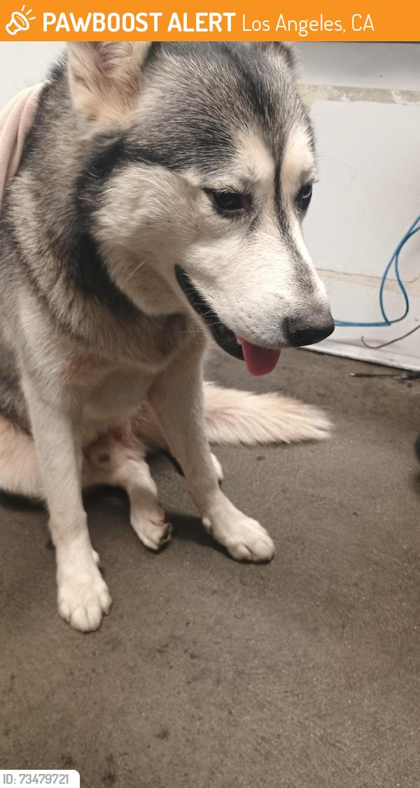Found/Stray Male Dog last seen Keck hosp of USC, Los Angeles, CA 90033