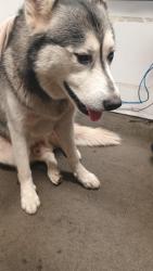 Found/Stray Male Dog last seen Keck hosp of USC, Los Angeles, CA 90033