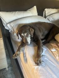 Lost Male Dog last seen Lafayette and Layton, Englewood, CO 80210