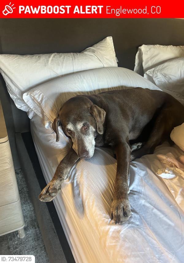 Lost Male Dog last seen Lafayette and Layton, Englewood, CO 80210