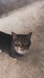 Lost Female Cat last seen 15th morgan, Milwaukee, WI 53221