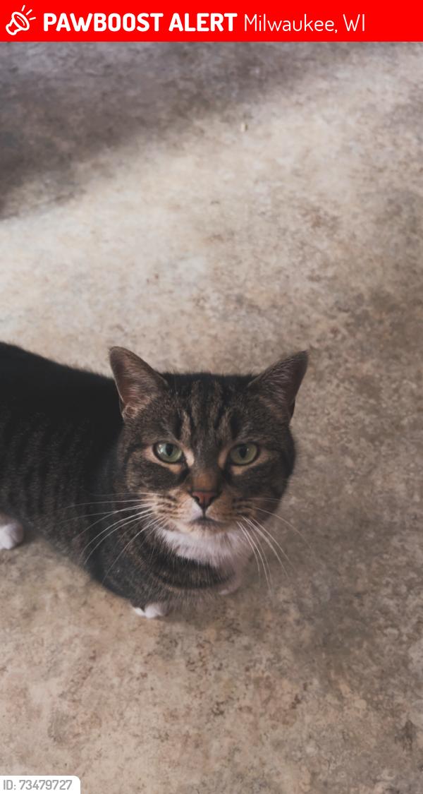 Lost Female Cat last seen 15th morgan, Milwaukee, WI 53221