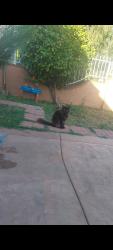 Reunited Female Cat last seen Cohasset street and cedros, Los Angeles, CA 91405