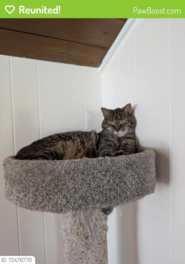 Reunited Male Cat last seen Oakview Rd, High Point, NC 27265