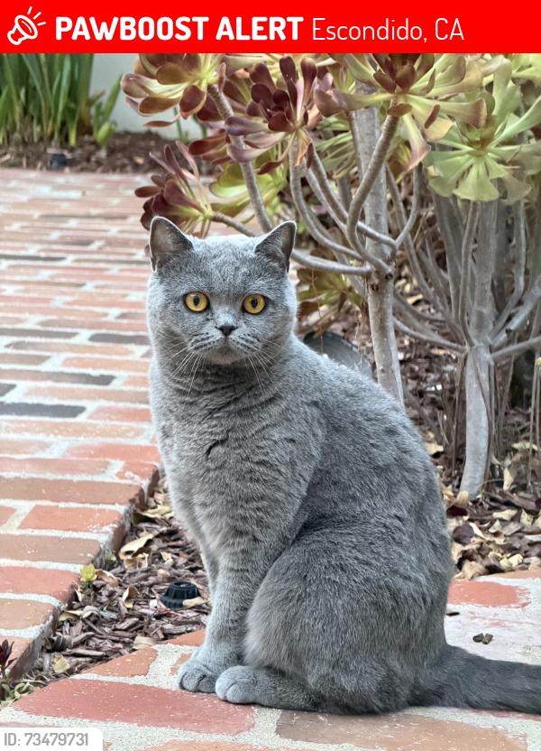 Lost Female Cat last seen Via Rancho Lane, Escondido, CA 92029