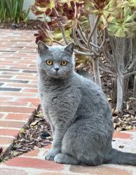 Lost Female Cat last seen Via Rancho Lane, Escondido, CA 92029