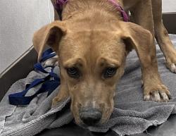 Shelter Stray Male Dog last seen , 4000 N Silverbell Rd, Tucson, AZ 85745, USA