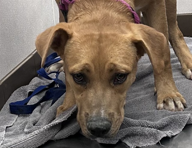 Shelter Stray Male Dog last seen , 4000 N Silverbell Rd, Tucson, AZ 85745, USA