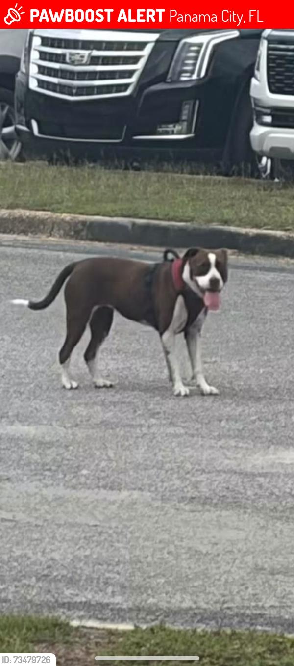 Lost Female Cat last seen Nwf parking lot, Panama City, FL 32401