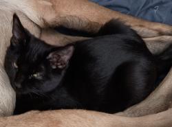 Lost Female Cat last seen 35th Ave and Union Hills, Phoenix, AZ 85308