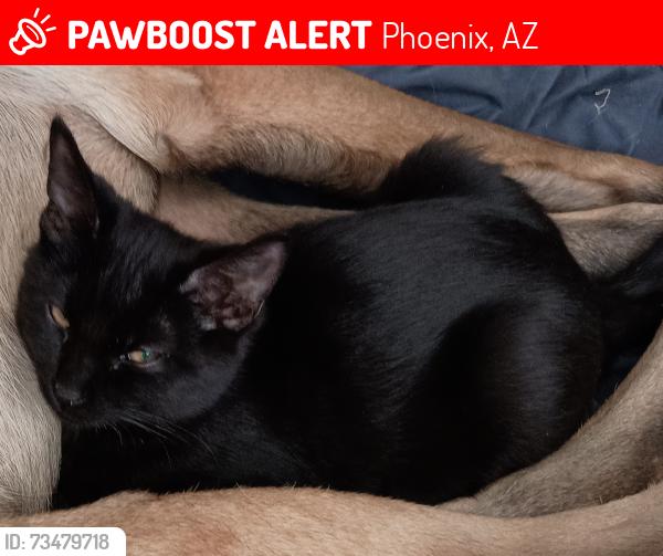 Lost Female Cat last seen 35th Ave and Union Hills, Phoenix, AZ 85308