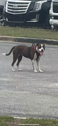 Lost Female Dog last seen Near Harrison Ave, Panama City, FL 32401